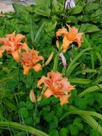 planten, Ophalen, Zomer, Vaste plant, Halfschaduw