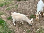 Dwerggeit dekbokje te huur, Dieren en Toebehoren, Mannelijk, Geit, 0 tot 2 jaar
