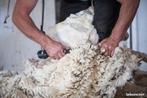 Tondeur de mouton