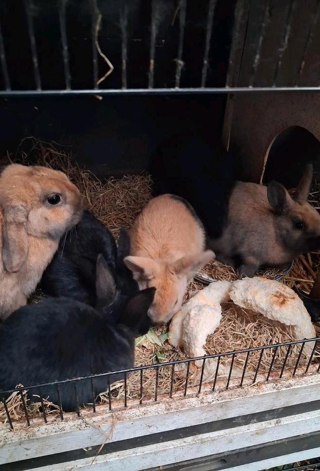 Dwergkonijntjes, Dieren en Toebehoren, Konijnen, Dwerg, Meerdere dieren, 0 tot 2 jaar