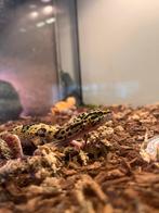 Luipaardgekko’s, Dieren en Toebehoren, Hagedis, Tam, 0 tot 2 jaar