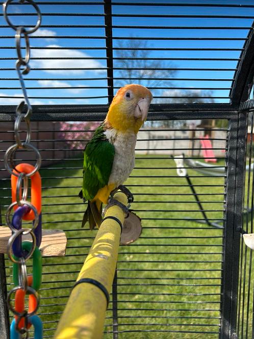 Caique, Dieren en Toebehoren, Vogels | Parkieten en Papegaaien, Papegaai, Geslacht onbekend, Tam, Geringd