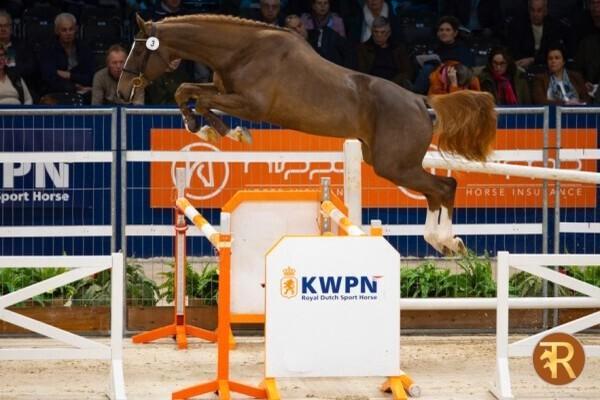 interessante 4 jarige springmerrie, Animaux & Accessoires, Chevaux, Jument, Non dressé, 160 à 165 cm, 3 à 6 ans, Cheval de saut