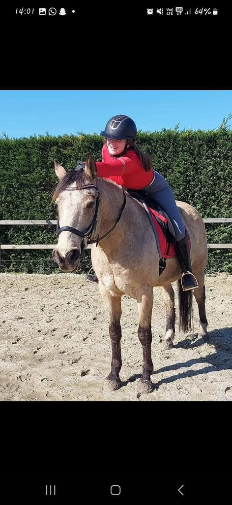 Halve stal gezocht/ruiter aangeboden, Dieren en Toebehoren, Paarden