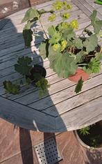 Vrouwenmantel (Alchemilla mollis), Mortsel, Ophalen