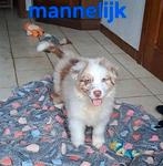 Tri-chocolate en tri-red merle Australische Herder pups, Dieren en Toebehoren, Honden | Herdershonden en Veedrijvers, België, CDV (hondenziekte)