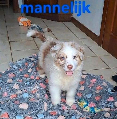 Tri-chocolate en tri-red merle Australische Herder pups, Dieren en Toebehoren, Honden | Herdershonden en Veedrijvers, Meerdere dieren