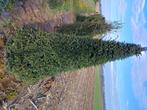 Taxus kegel, Tuin en Terras, Planten | Struiken en Hagen, Ophalen, Taxus