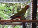 pennanten, Meerdere dieren, Parkiet, Geringd