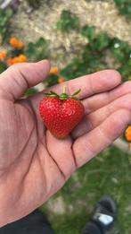 Aardbeienplanten ruilen?, Ophalen, Overige soorten