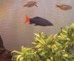 Roodstaart aquarium vis +/- 8 cm, Dieren en Toebehoren, Vis