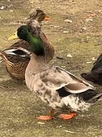 Mooi koppel kuifeenden, Dieren en Toebehoren, Pluimvee