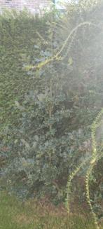 Hulst 190 cm., Jardin & Terrasse, Plantes | Arbustes & Haies, Enlèvement, Houx, Haie