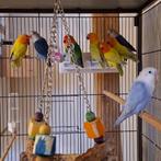 Agapornis Fischeri Dilute en split Dilute, Dieren en Toebehoren, Vogels | Parkieten en Papegaaien, Meerdere dieren, Dwergpapegaai of Agapornis