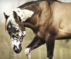 Unieke homozygote hengst ter dekking, Hengst