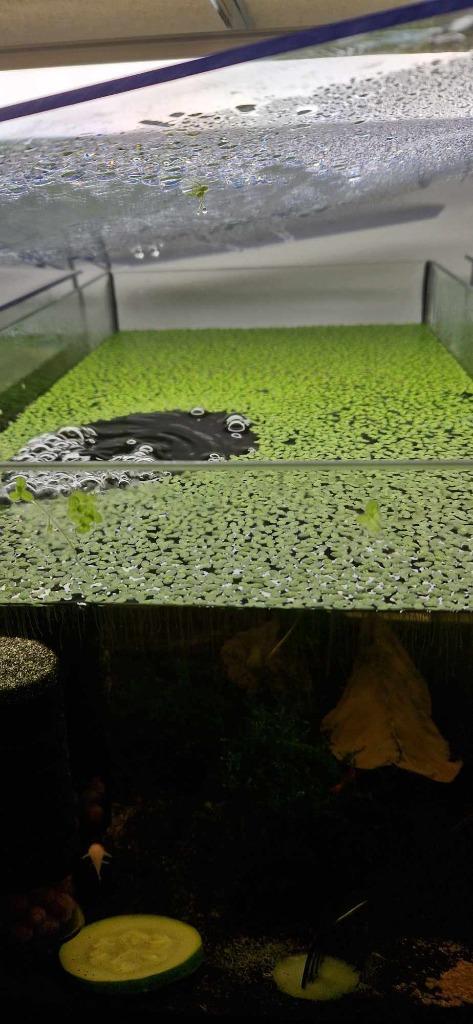 Eendenkroos (Lemna Minor), Dieren en Toebehoren, Vissen | Aquaria en Toebehoren, Nieuw, Plant(en), Steen of Hout, Ophalen of Verzenden