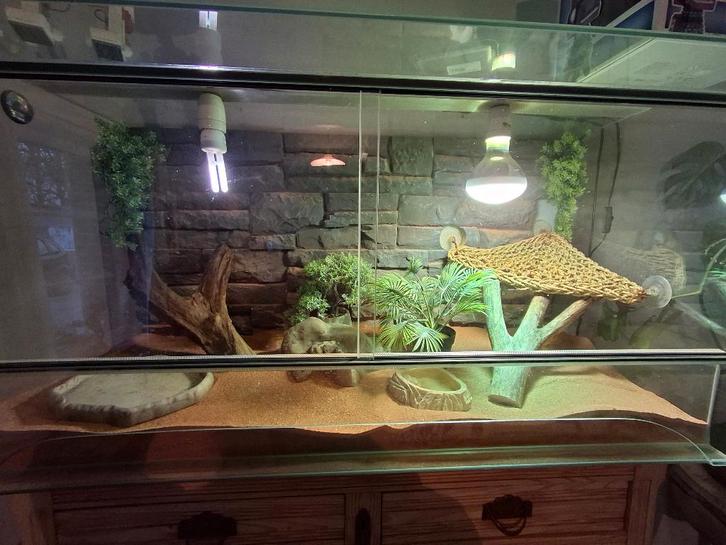 Terrarium 1m15 op 50cm/ 6ocm hoog, Animaux & Accessoires, Reptiles & Amphibiens | Accessoires, Comme neuf, Terrarium ou Paludarium