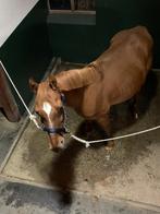 D-pony ruin bijna 11j, Dieren en Toebehoren, Merrie