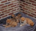 Keeshondjes, Dieren en Toebehoren, België, Fokker | Hobbymatig, Keeshond, Reu