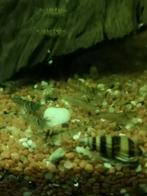 Mini japonica garnalen, Dieren en Toebehoren, Vissen | Aquariumvissen, Zoetwatervis, Kreeft, Krab of Garnaal