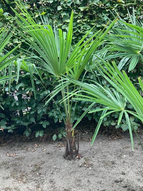 Trachycarpus Fortunei, Tuin en Terras, Planten | Bomen, Palmboom, 100 tot 250 cm, Ophalen
