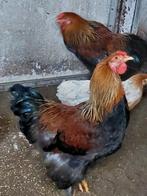 Brahma hanen, Dieren en Toebehoren, Mannelijk, Kip