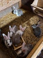 Duitse reus, Sexe inconnu, Grand