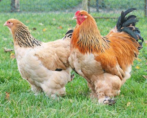 Groot assortiment Pluimvee en Neerhofdieren, Dieren en Toebehoren, Pluimvee, Eend, Meerdere dieren