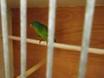 swift parkiet man, Mannelijk, Parkiet, Geringd