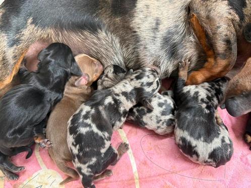Dwergteckel pups, Dieren en Toebehoren, Honden | Teckels en Dashonden, Meerdere dieren, Korthaar, Dwerg, Fokker | Professioneel