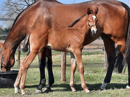 Fokmerrie in bruikleen GEZOCHT, Dieren en Toebehoren, Paarden, Merrie