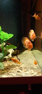 Rode parrot, Dieren en Toebehoren, Vissen | Aquariumvissen