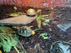Landschildpadjes, Animaux & Accessoires, Reptiles & Amphibiens, Tortue, 0 à 2 ans