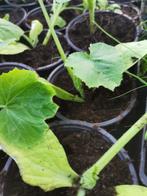 Courgette groen, Halfschaduw, Zomer, Ophalen of Verzenden, Groenteplanten