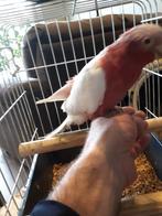 Cacatoès lutino super eam, Mâle, Perroquet, Domestique