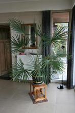 grote palmplant 1,70 m hoog (10 jaar oud!), Groene kamerplant, Ophalen, Overige soorten, 150 tot 200 cm