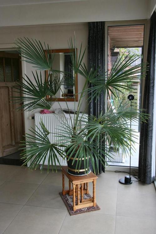 grote palmplant 1,70 m hoog (10 jaar oud!), Huis en Inrichting, Kamerplanten, Overige soorten, 150 tot 200 cm, Groene kamerplant