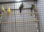 Roodruggen jongen poppen, Dieren en Toebehoren, Vogels | Parkieten en Papegaaien