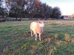 Swifter schaap Ram, Mannelijk, Schaap, 0 tot 2 jaar