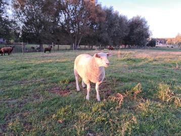 Swifter schaap Ram  beschikbaar voor biedingen
