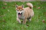 Shiba Inu pups te koop, Dieren en Toebehoren, Honden | Poolhonden, Keeshonden en Oertypen, 15 weken tot 1 jaar, Overige rassen