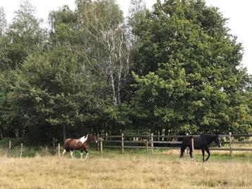 Paddock Paradise in Betekom beschikbaar voor biedingen