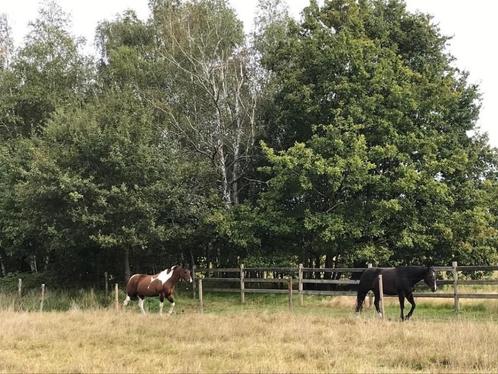 Paddock Paradise in Betekom, Dieren en Toebehoren, Stalling en Weidegang, Weidegang, 2 of 3 paarden of pony's