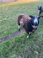 baggerbond bok forse bok heeft zijn werk gedaan, Mannelijk, Schaap, 0 tot 2 jaar