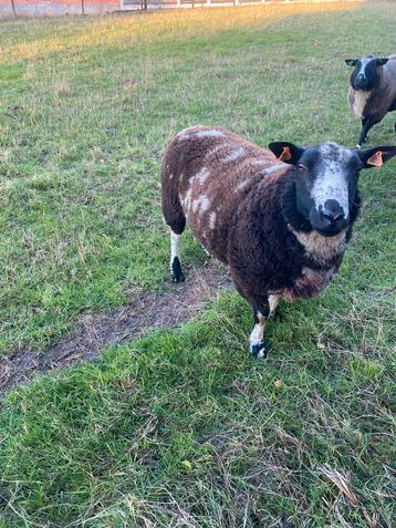 baggerbond bok forse bok heeft zijn werk gedaan  beschikbaar voor biedingen