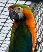 Ara Catalina 1.0 004917622277771 adult, Dieren en Toebehoren, Vogels | Parkieten en Papegaaien