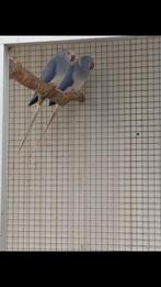 Halsbandparkiet  pop 2024, Dieren en Toebehoren, Vogels | Parkieten en Papegaaien, Geringd