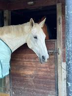 Knappe BWP merrie, Dieren en Toebehoren, Merrie, Gechipt, Niet van toepassing, 170 tot 175 cm