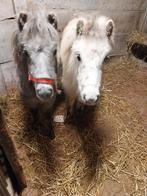 Appalooza jaarling merrie en hengstveulen is van mei25, Dieren en Toebehoren, Paarden