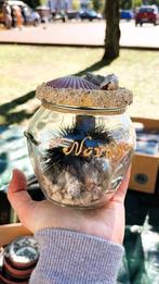 Zee-egel in glazen natuurpot – ideaal als decoratie of verza, Ophalen of Verzenden